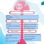 6. Sınıf Sosyal Bilgiler Kitabı 1. Kitap Sayfa 46 Cevapları 6. Sınıf Sosyal Bilgiler Kitabı 1. Kitap Sayfa 46 Cevapları